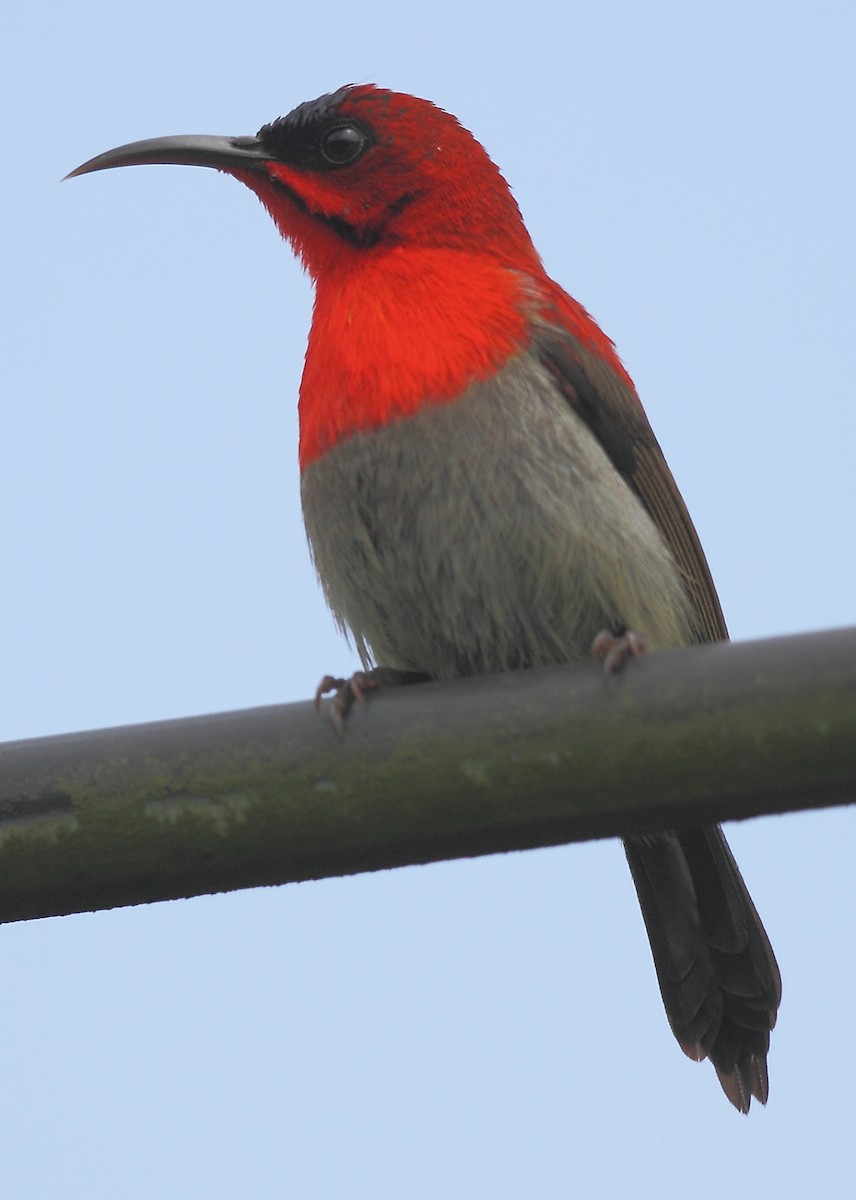 Crimson Sunbird - Krishnan Sivasubramanian