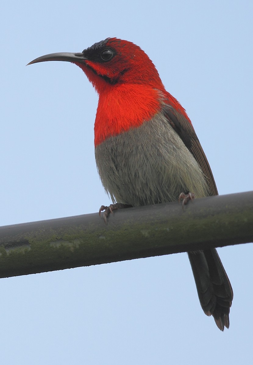 Crimson Sunbird - Krishnan Sivasubramanian