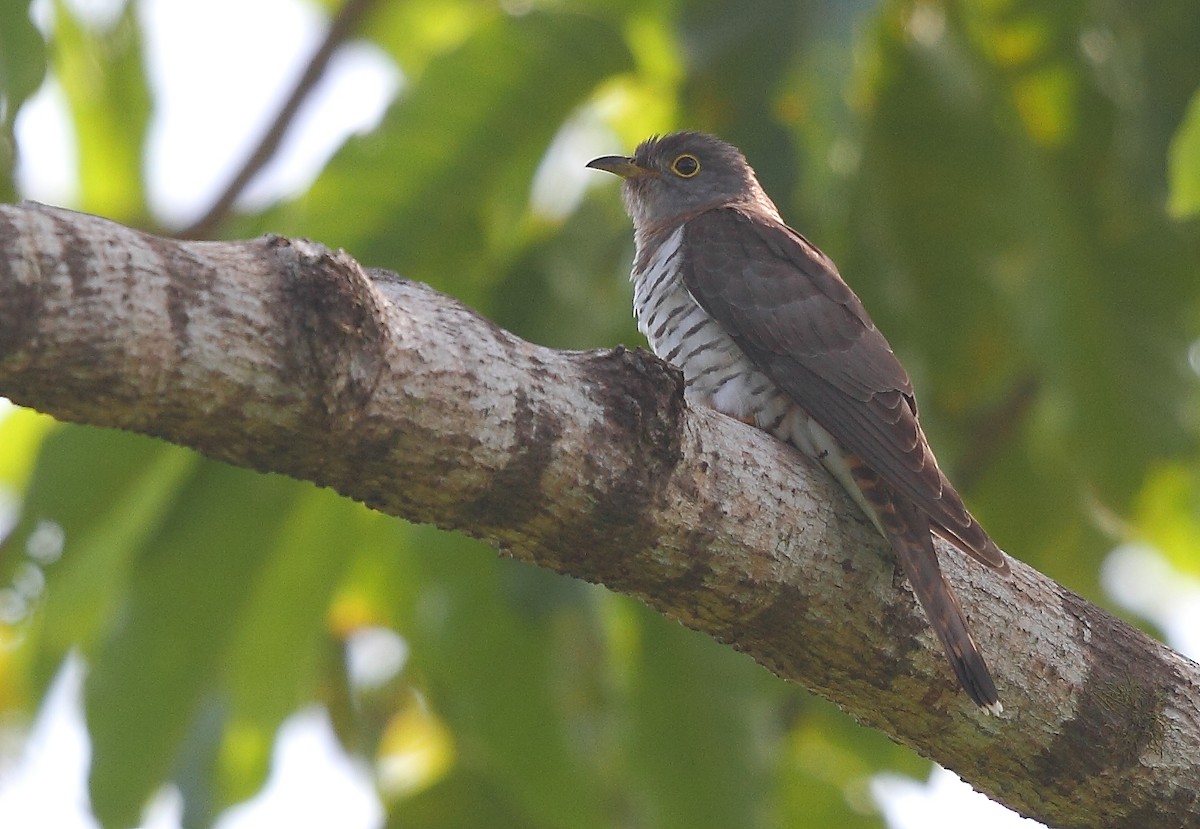 Cuco (Cuculus) sp. - ML493352351