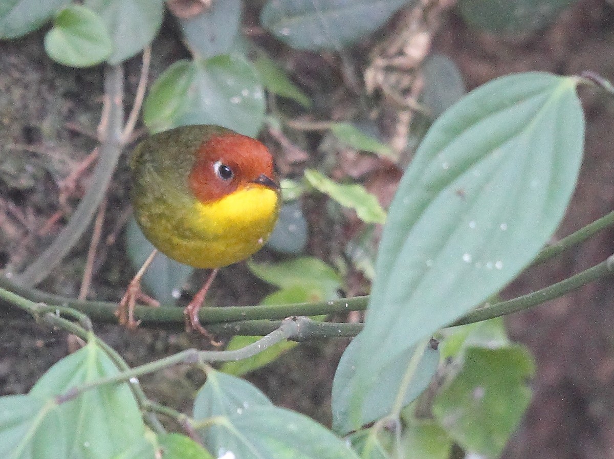 Chestnut-headed Tesia - Krishnan Sivasubramanian