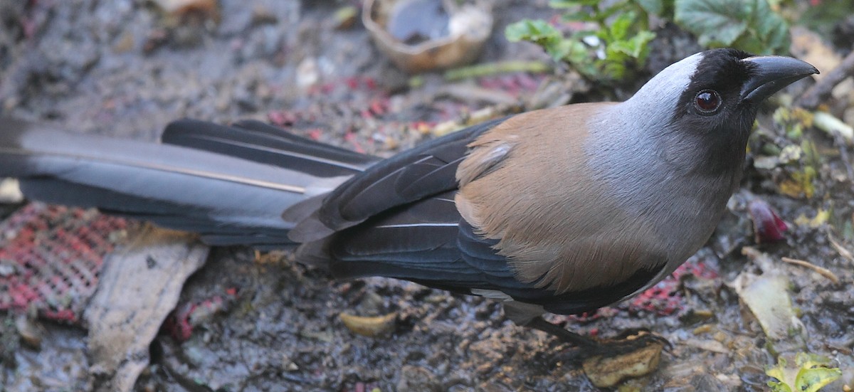 Gray Treepie - ML493354831