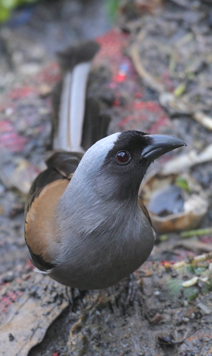 Gray Treepie - ML493354841