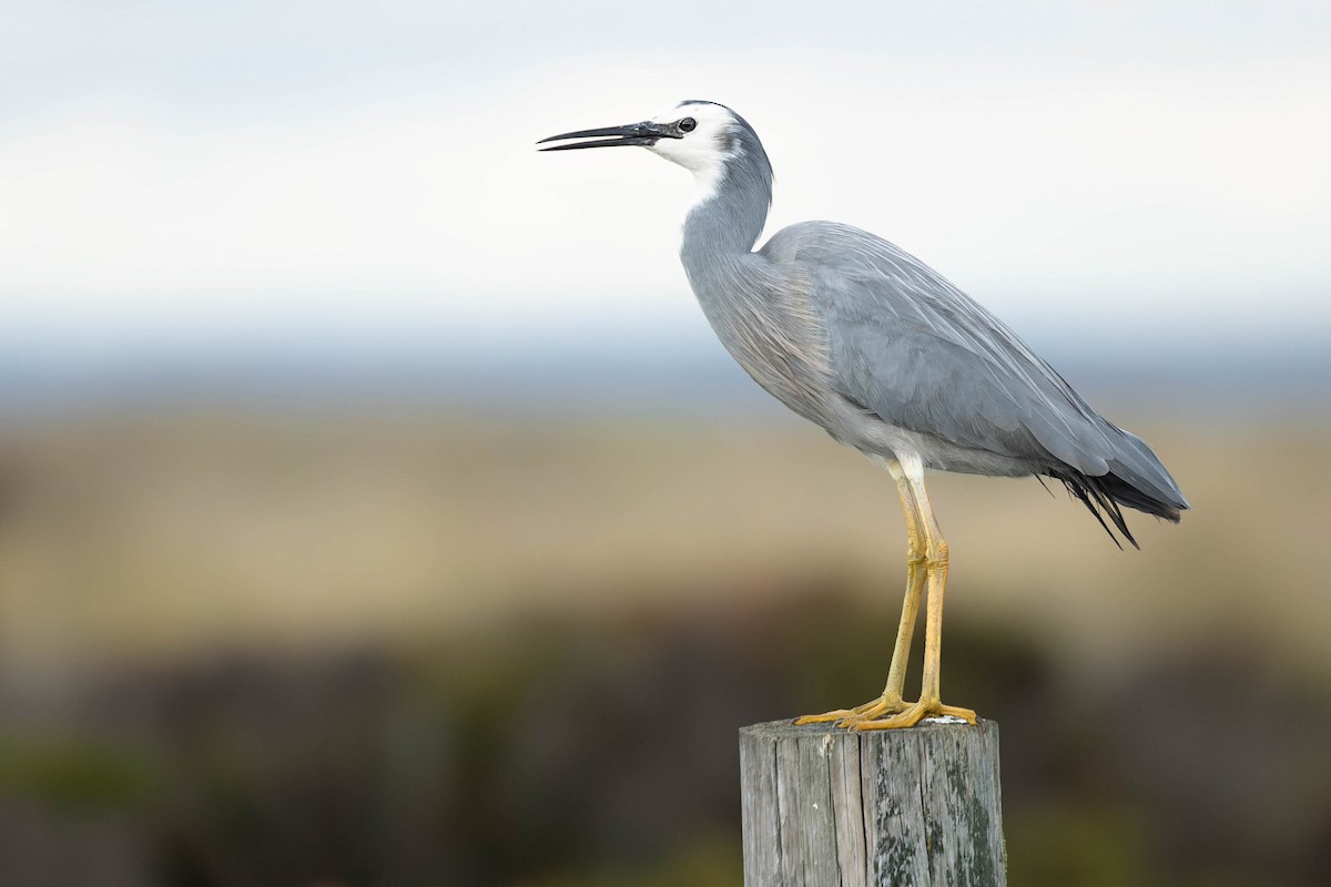 White-faced Heron - ML493355351