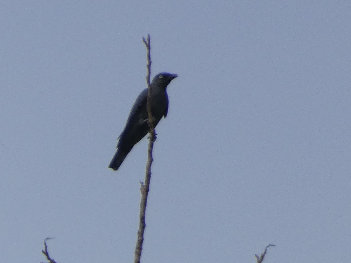 Bar-bellied Cuckooshrike (Philippine) - ML493356341