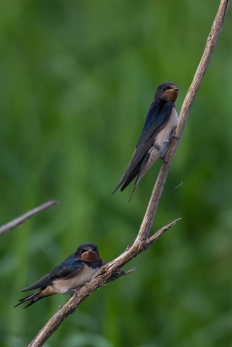 Barn Swallow - ML493356751