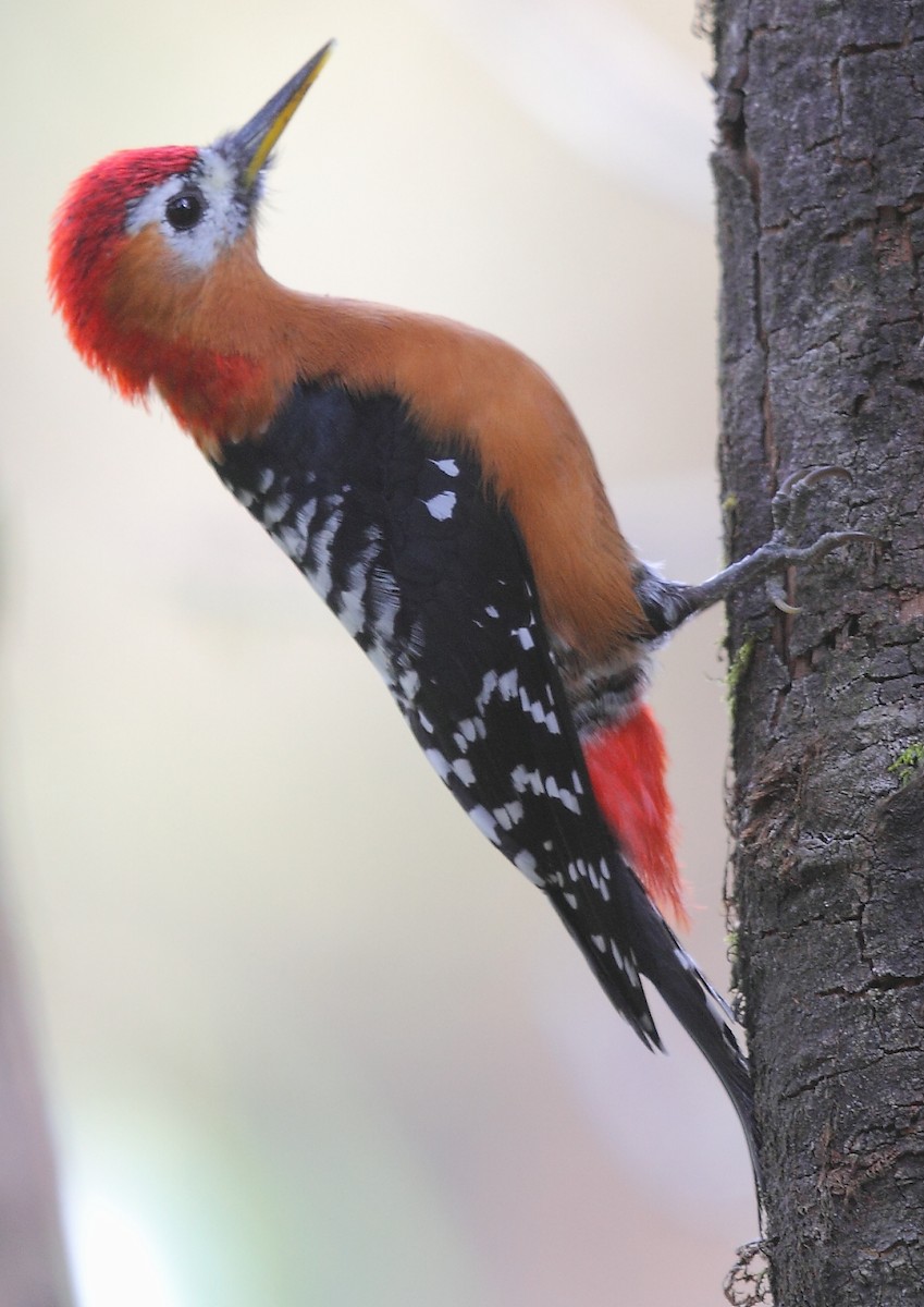 Rufous-bellied Woodpecker - Krishnan Sivasubramanian