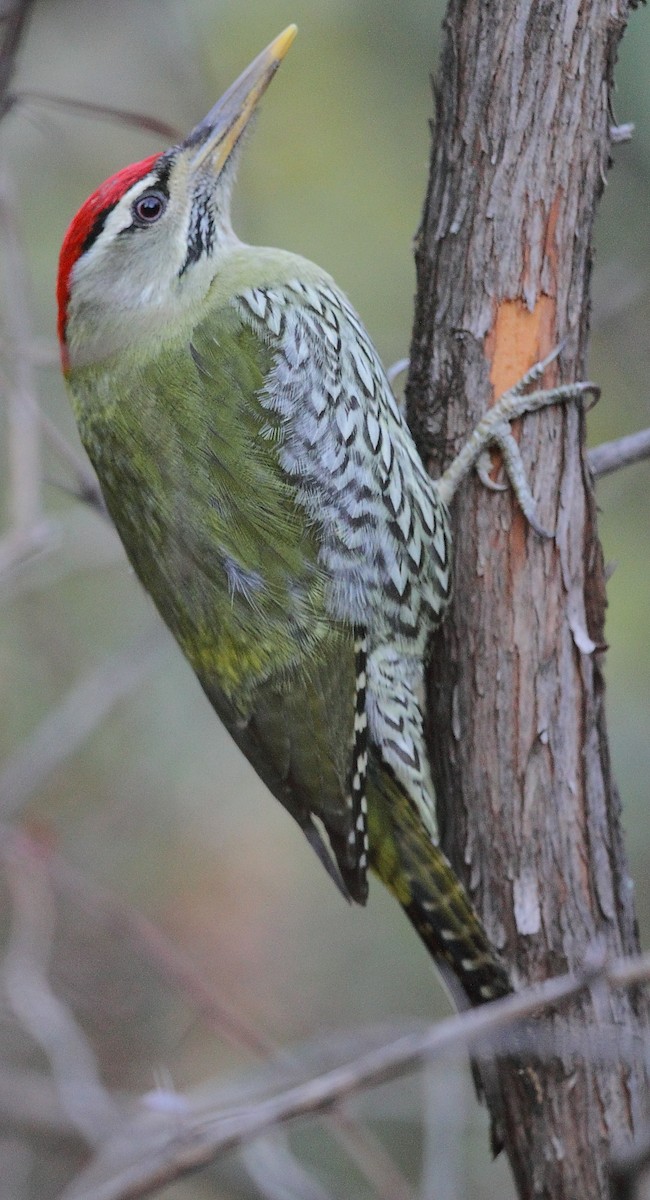 Scaly-bellied Woodpecker - Krishnan Sivasubramanian