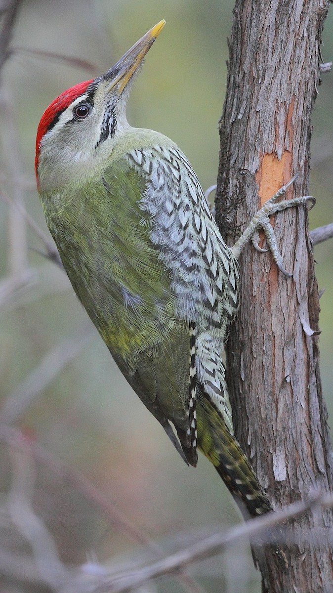 Scaly-bellied Woodpecker - Krishnan Sivasubramanian