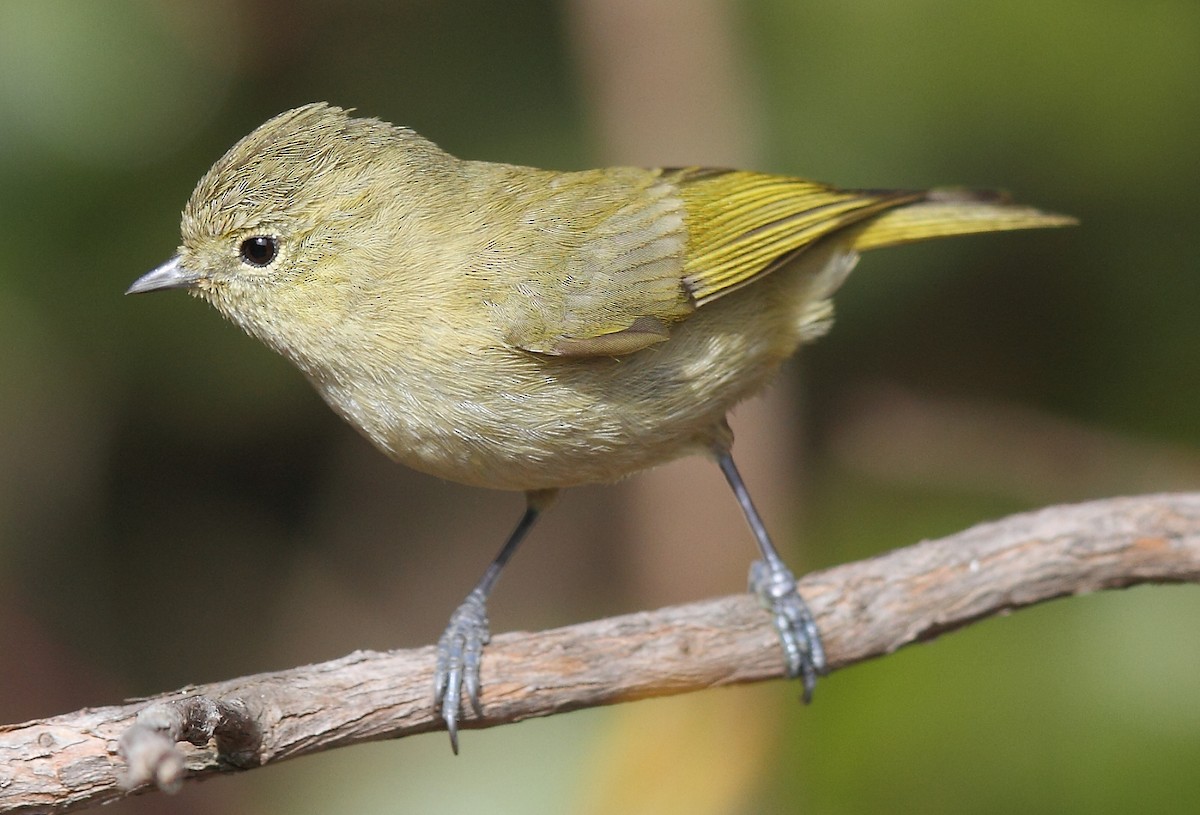 Yellow-browed Tit - Krishnan Sivasubramanian