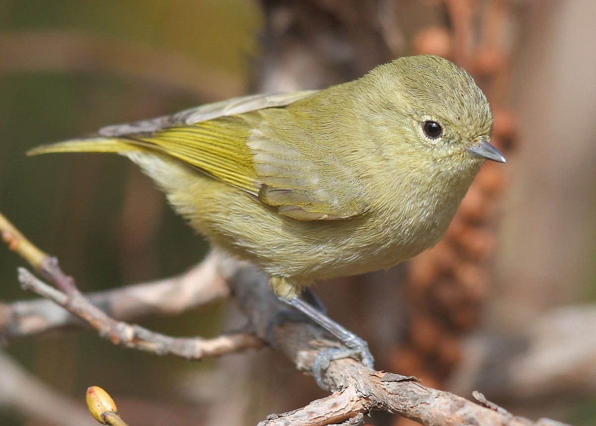 Yellow-browed Tit - ML493357161