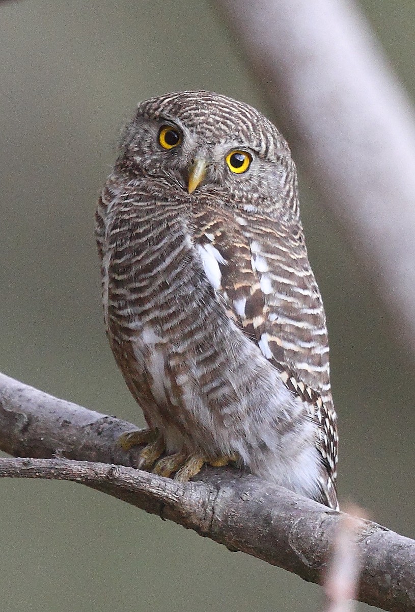 Asian Barred Owlet - Krishnan Sivasubramanian