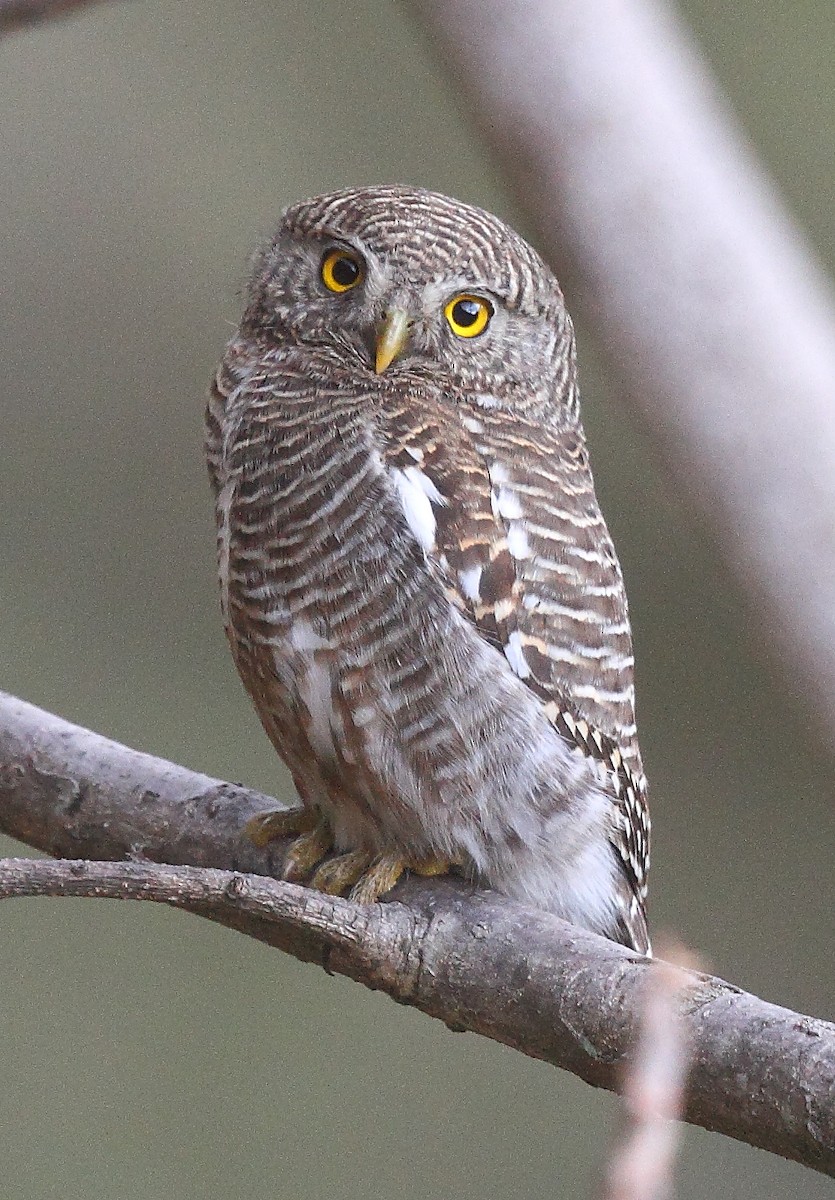 Asian Barred Owlet - ML493357611