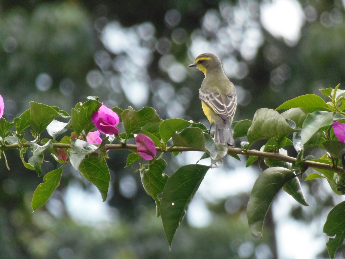 Yellow-browed Tyrant - ML493357621