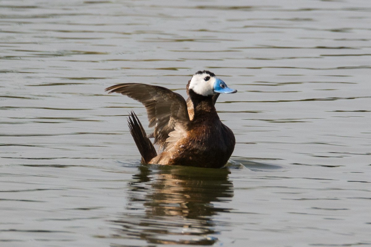 White-headed Duck - ML493358541