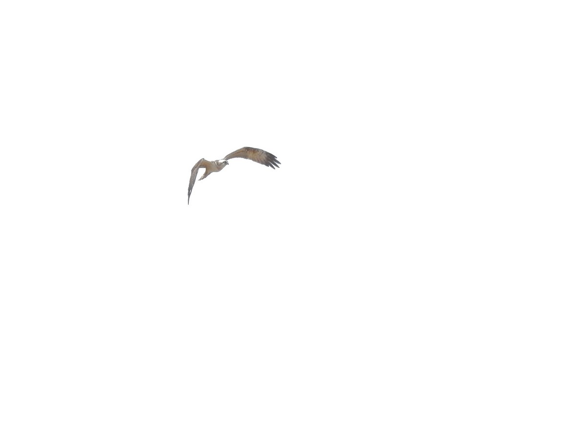 Águila Pescadora - ML493358931