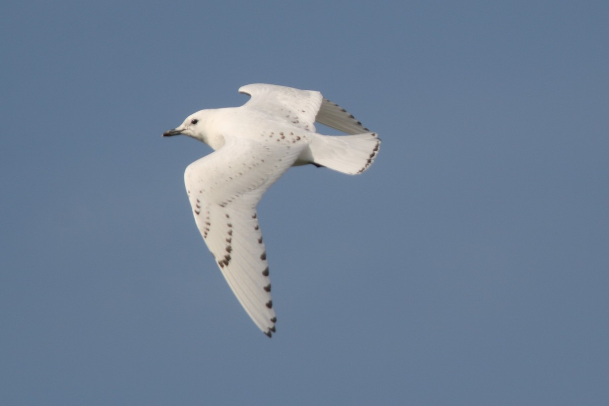 Mouette blanche - ML49335921