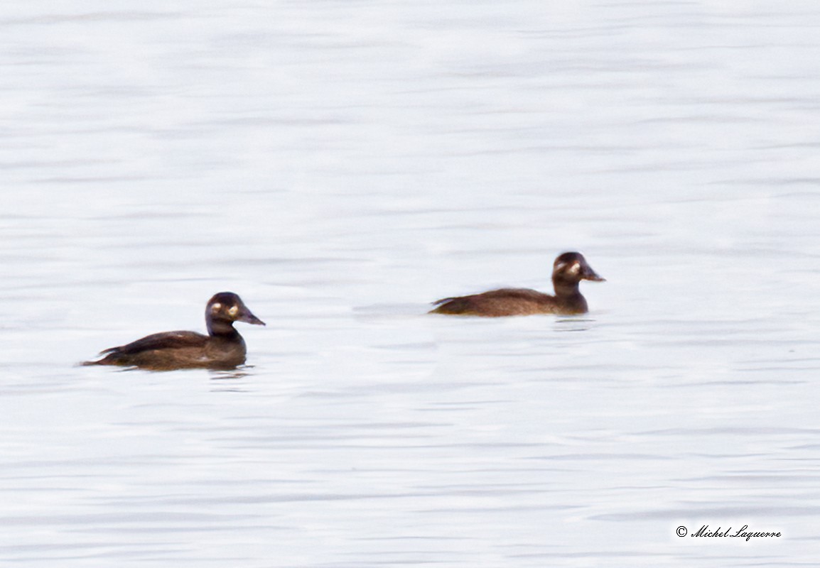 White-winged Scoter - ML493359451