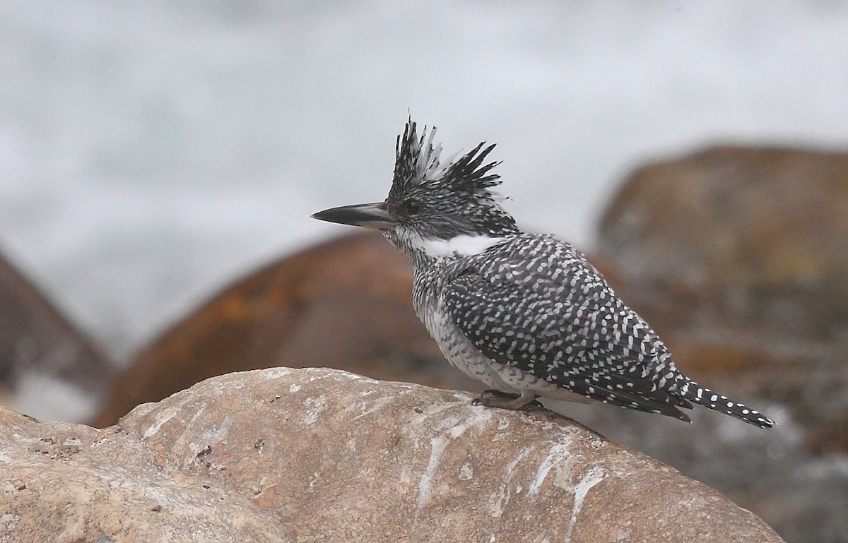 Crested Kingfisher - ML493359541
