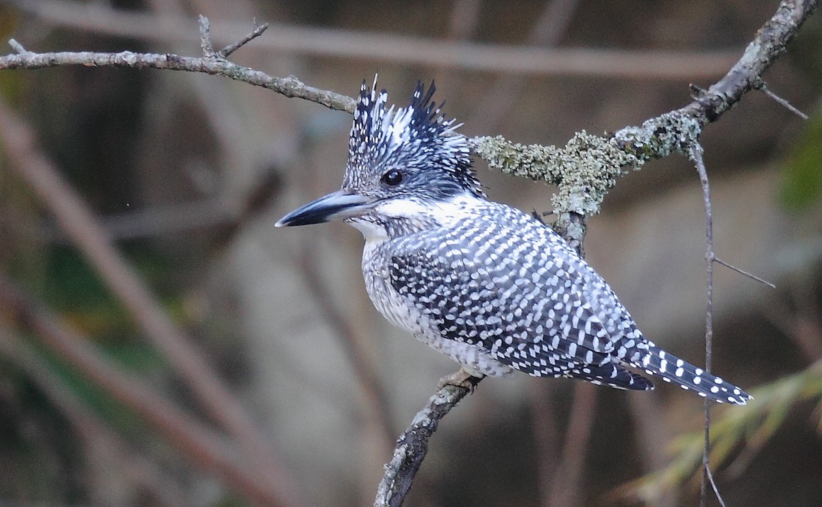 Crested Kingfisher - ML493359551