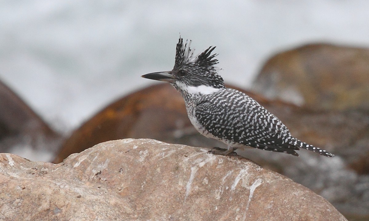 Crested Kingfisher - ML493359561
