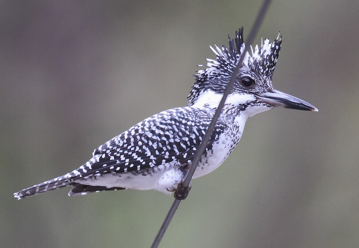 Crested Kingfisher - ML493359571