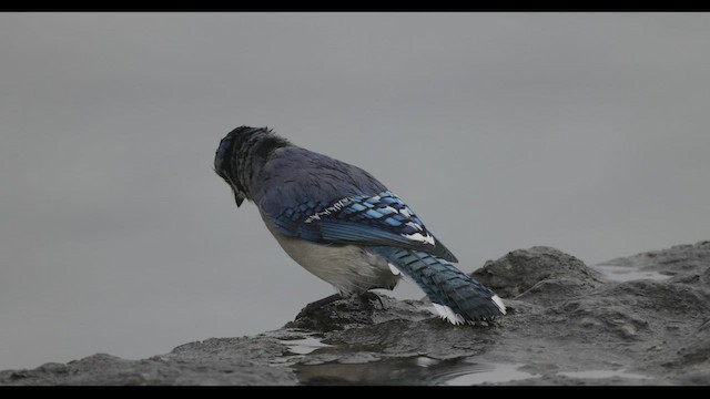 Blue Jay - ML493360961