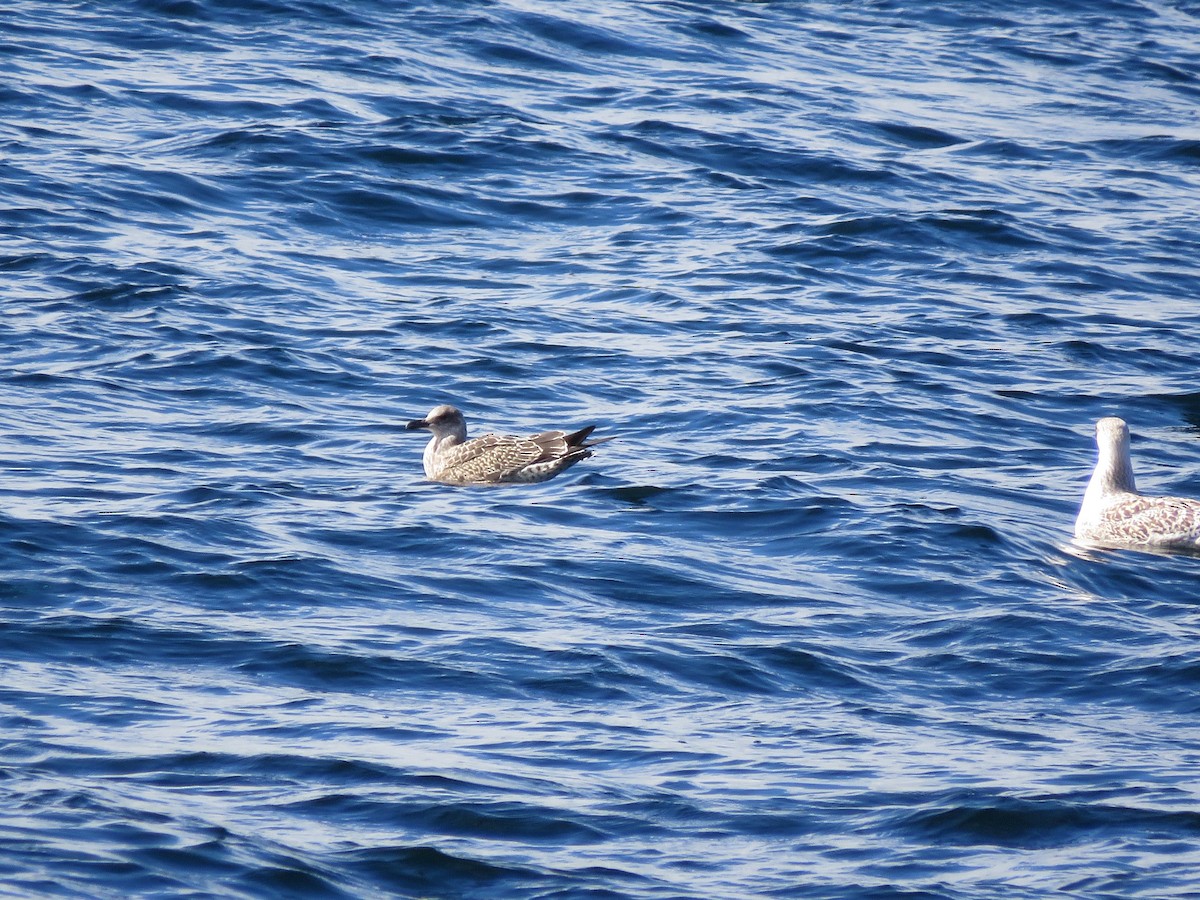 Lesser Black-backed Gull - ML493361311