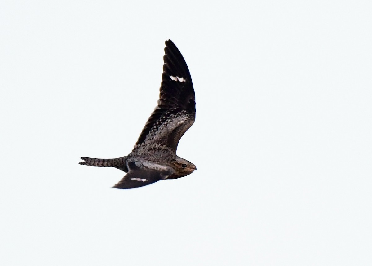 Common Nighthawk - ML493361531