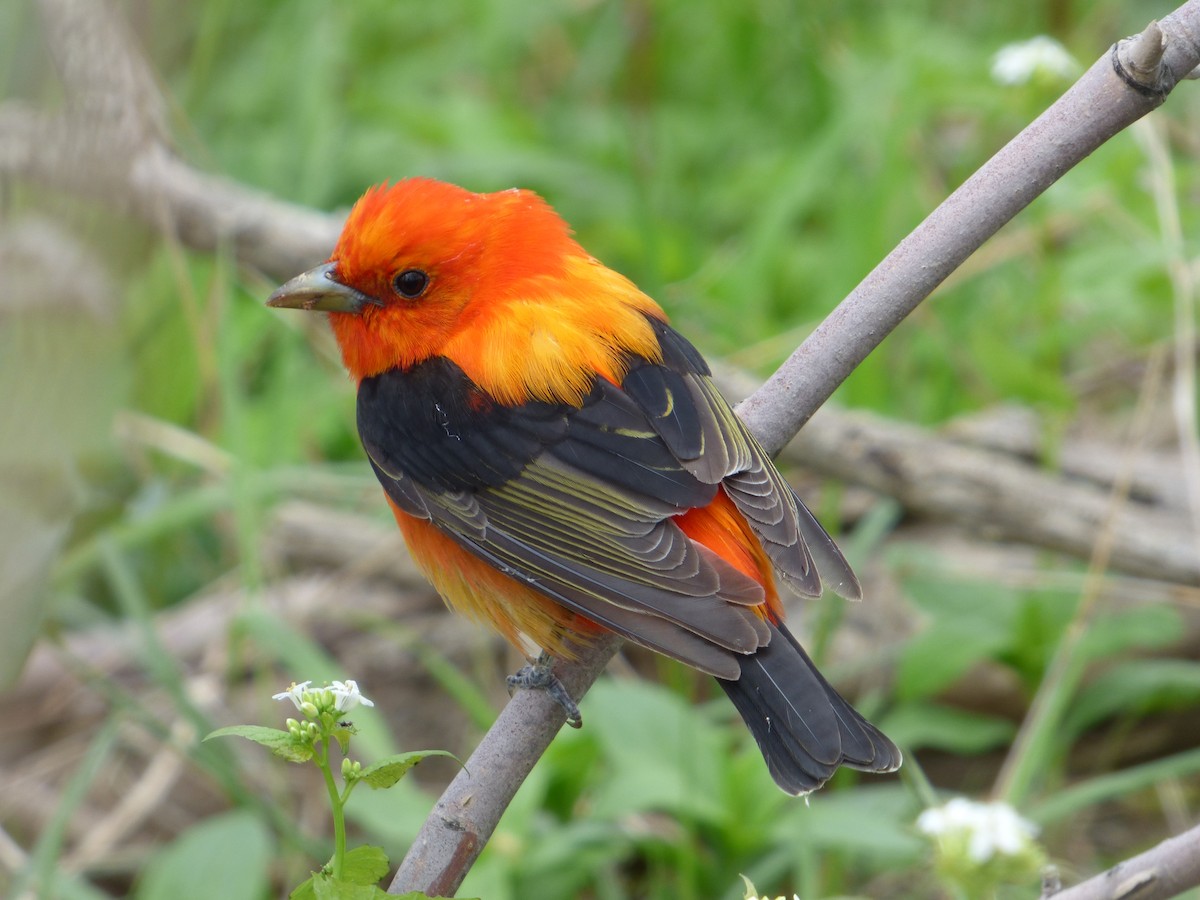 Scarlet Tanager - Marieta Manolova