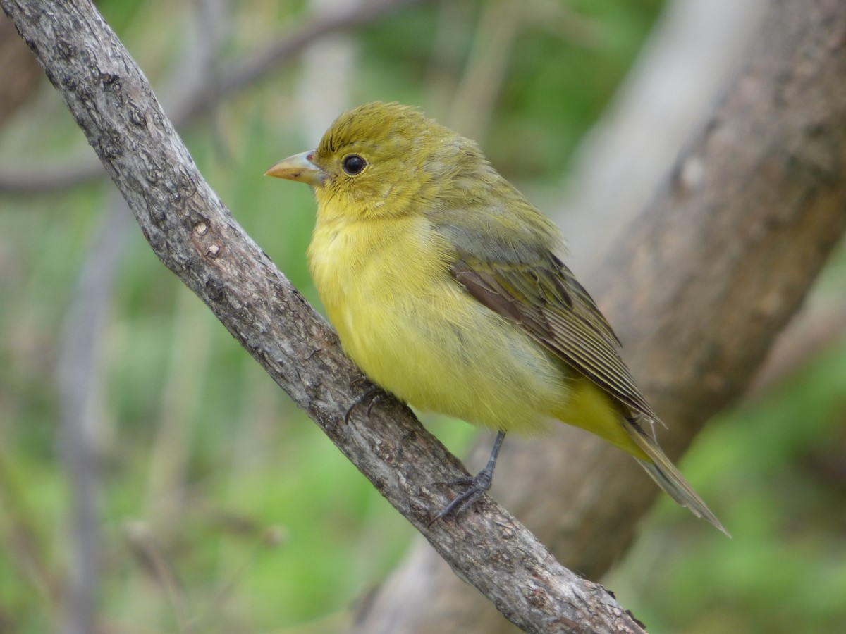 Scarlet Tanager - ML49336331