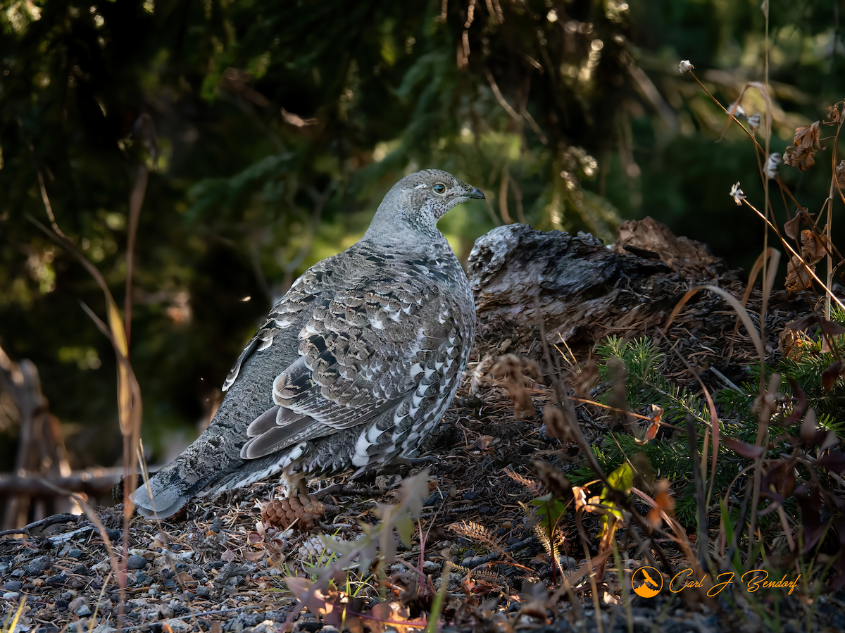 Dusky Grouse - ML493363631