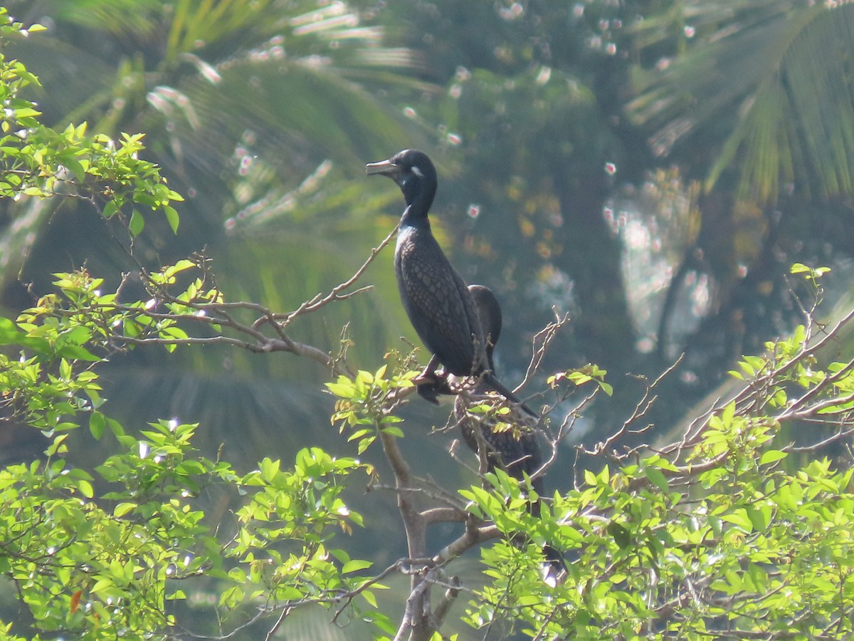 Indian Cormorant - ML493364301