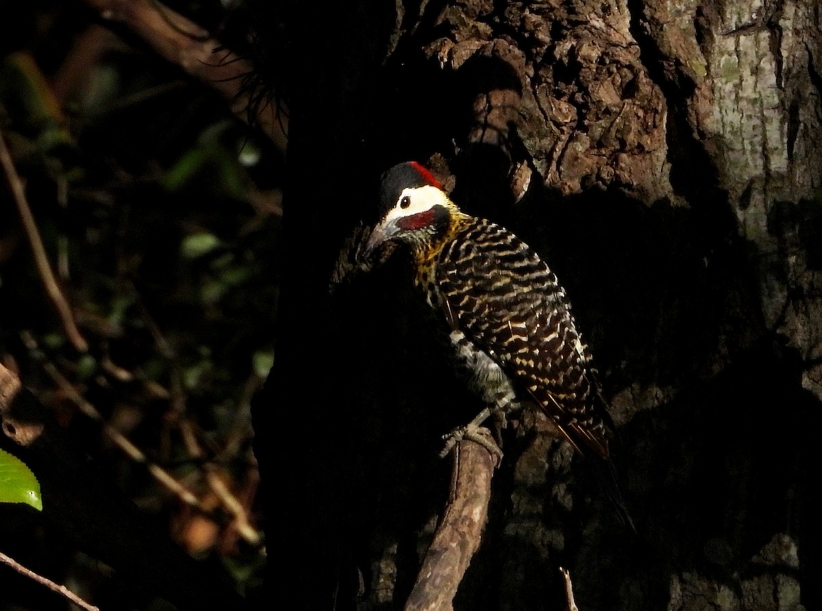 Green-barred Woodpecker - ML493365301