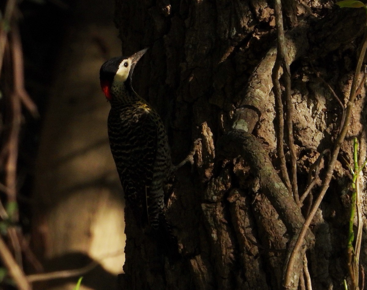 Green-barred Woodpecker - ML493365401