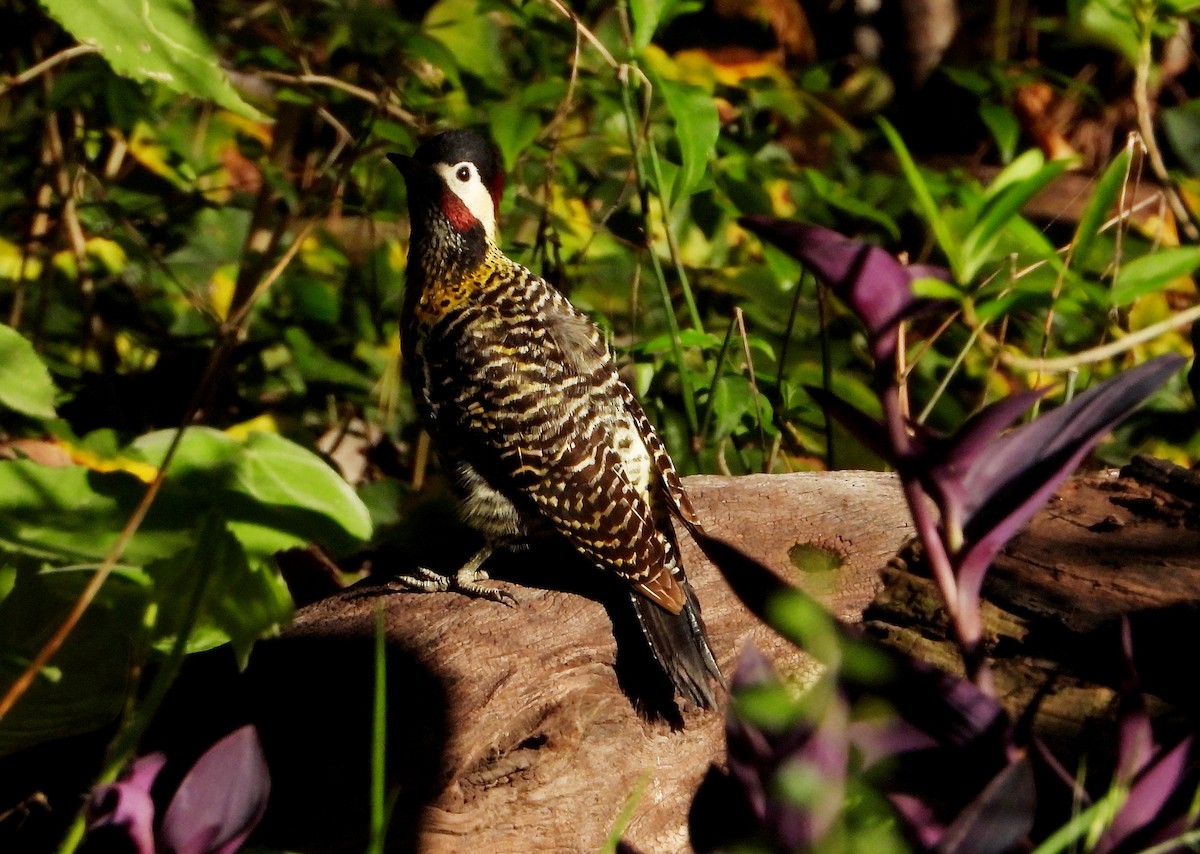 Green-barred Woodpecker - ML493365421