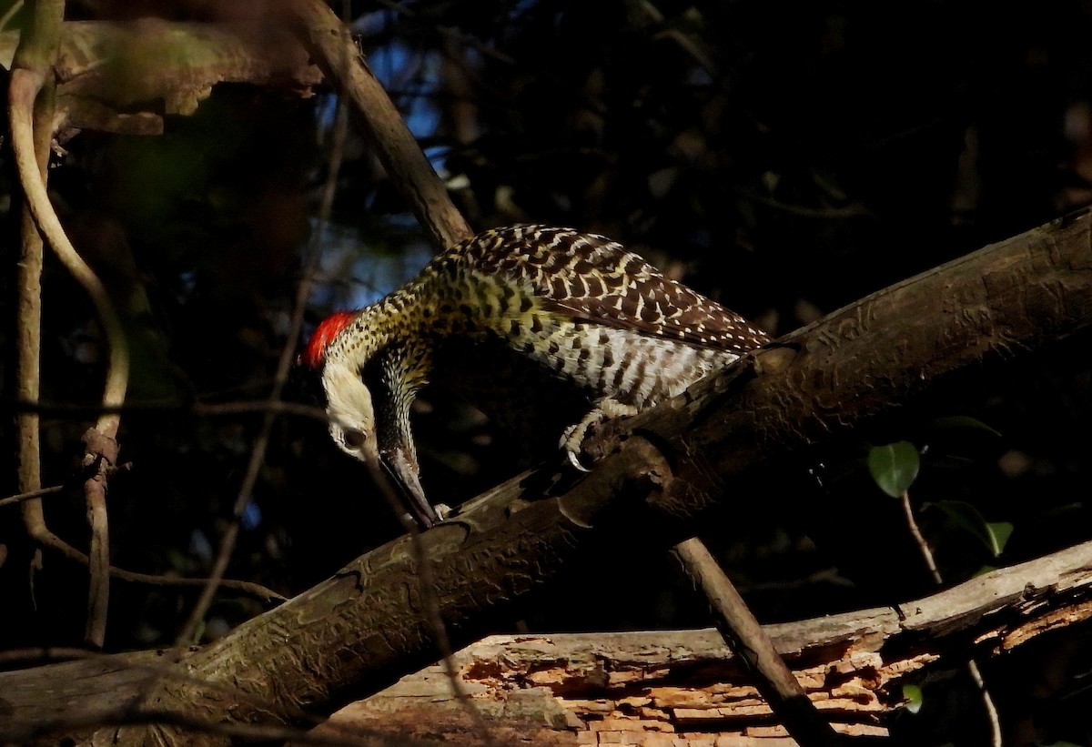 Green-barred Woodpecker - ML493365441