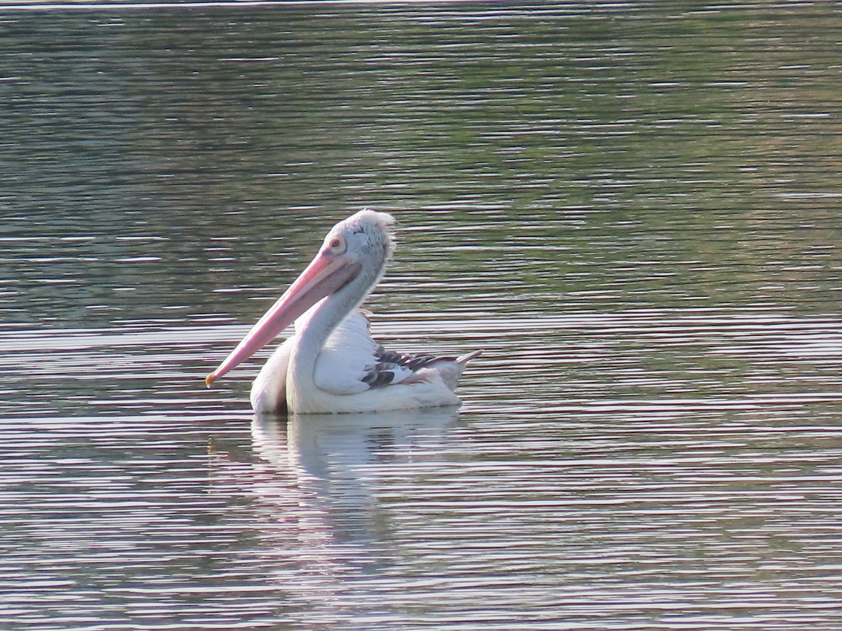 Spot-billed Pelican - ML493366091