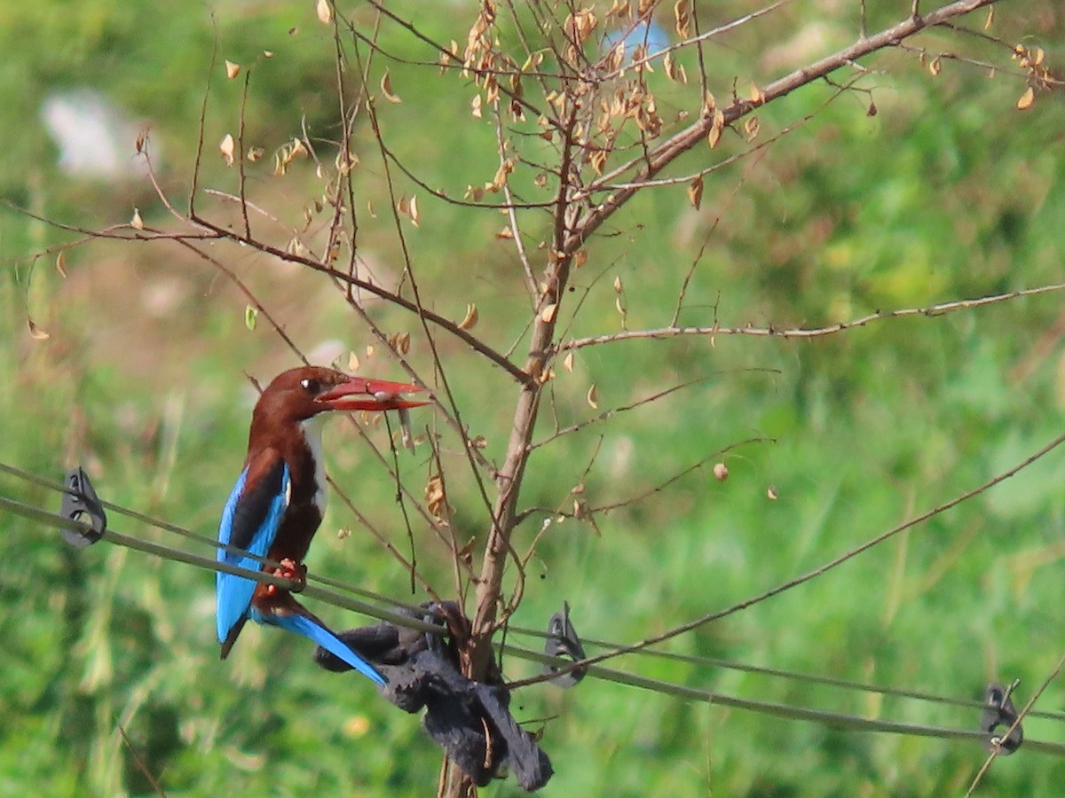 White-throated Kingfisher - ML493366231