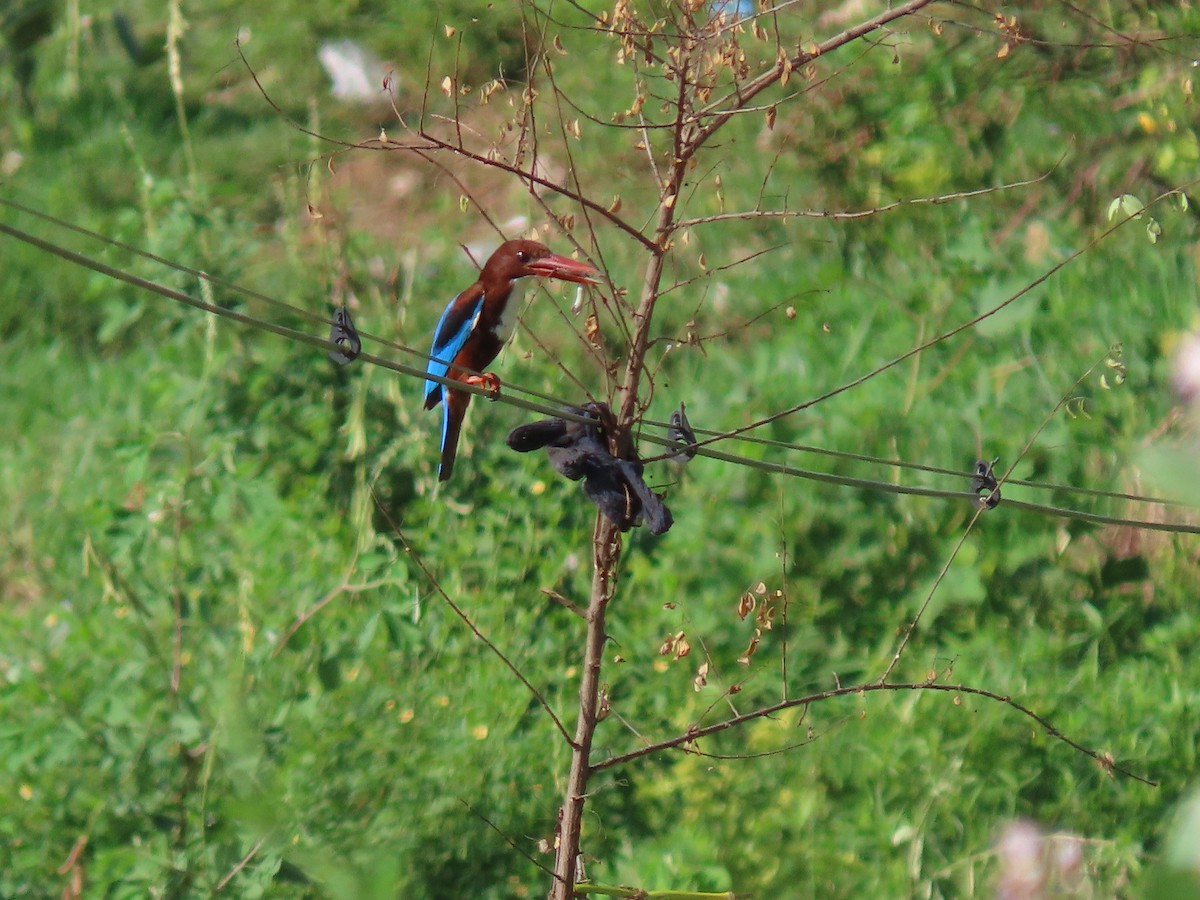 White-throated Kingfisher - ML493366241