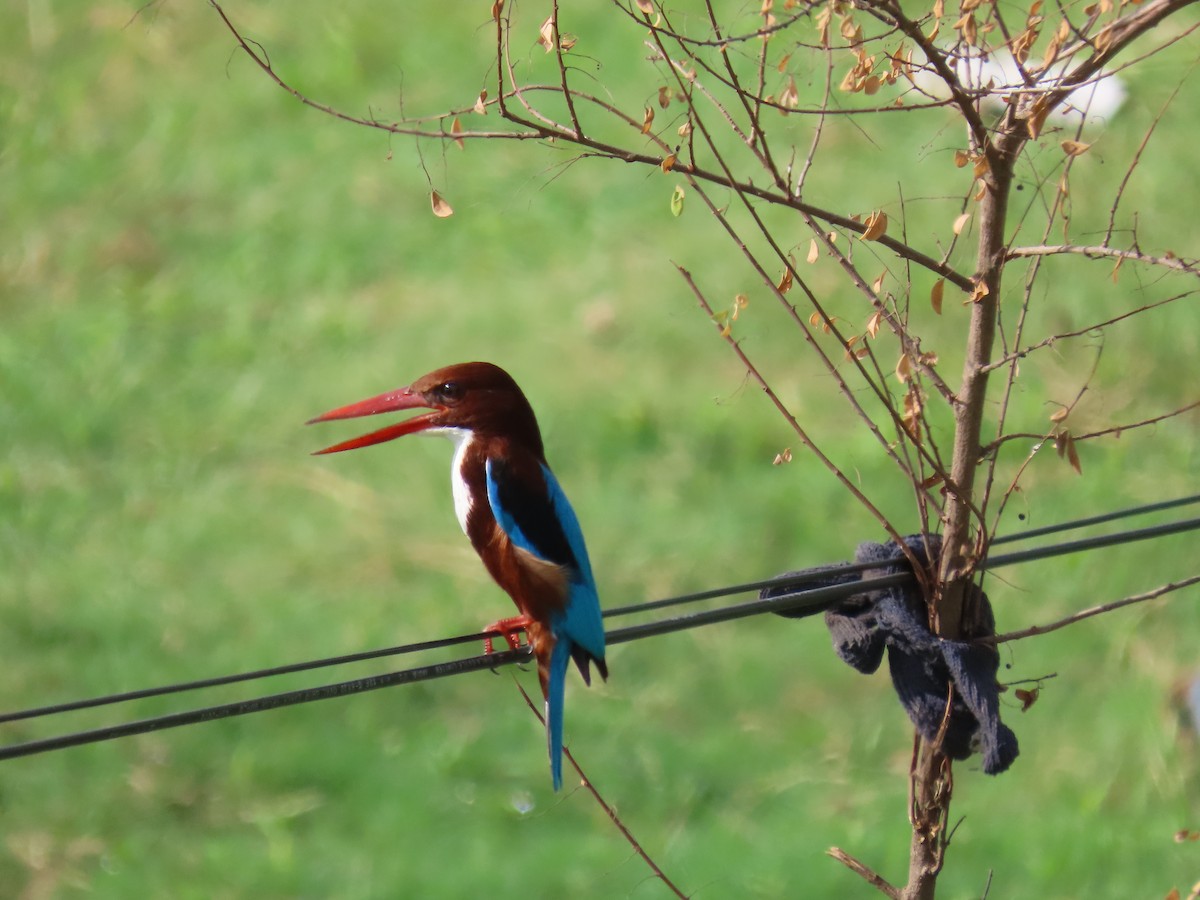 White-throated Kingfisher - ML493366251