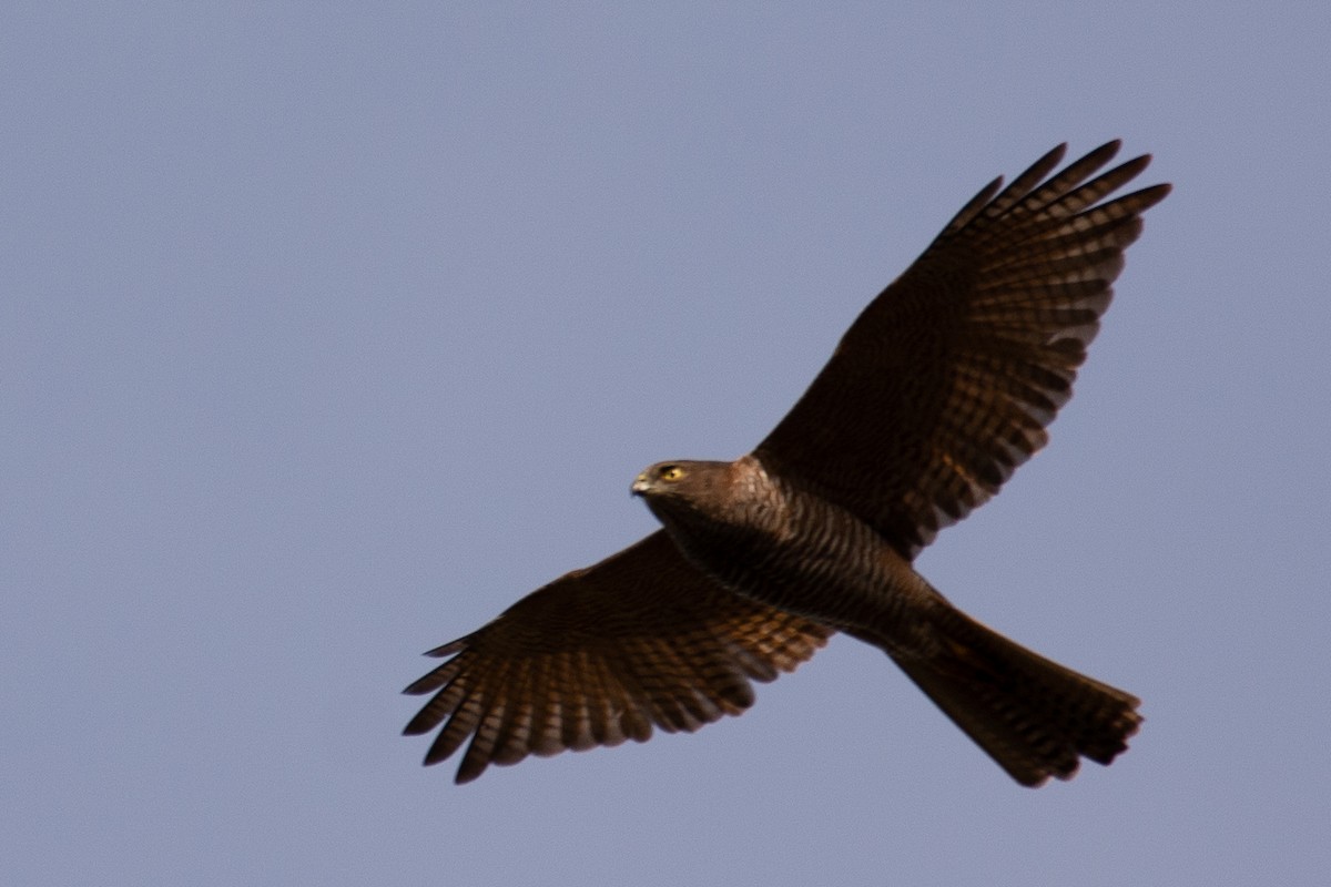 Brown Goshawk - Zachary Arnold