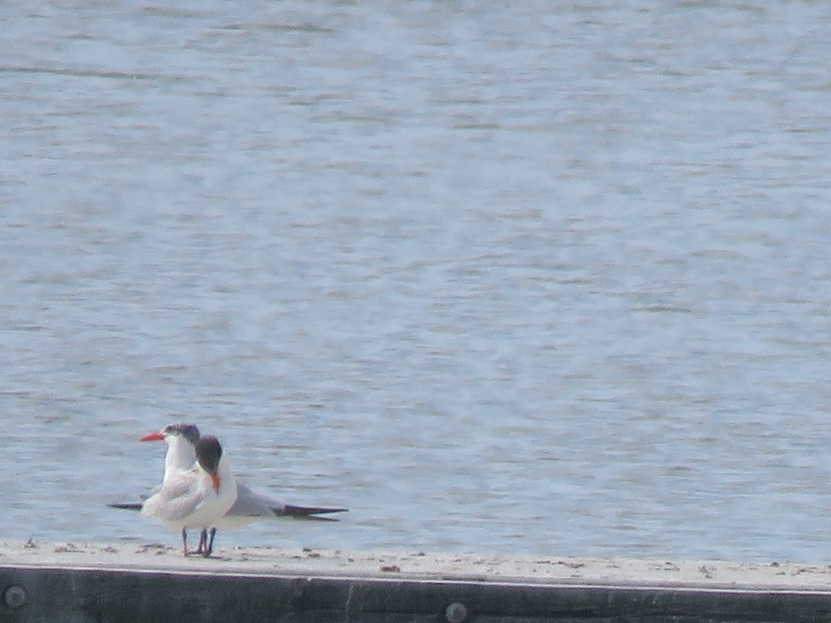 Caspian Tern - ML493371151