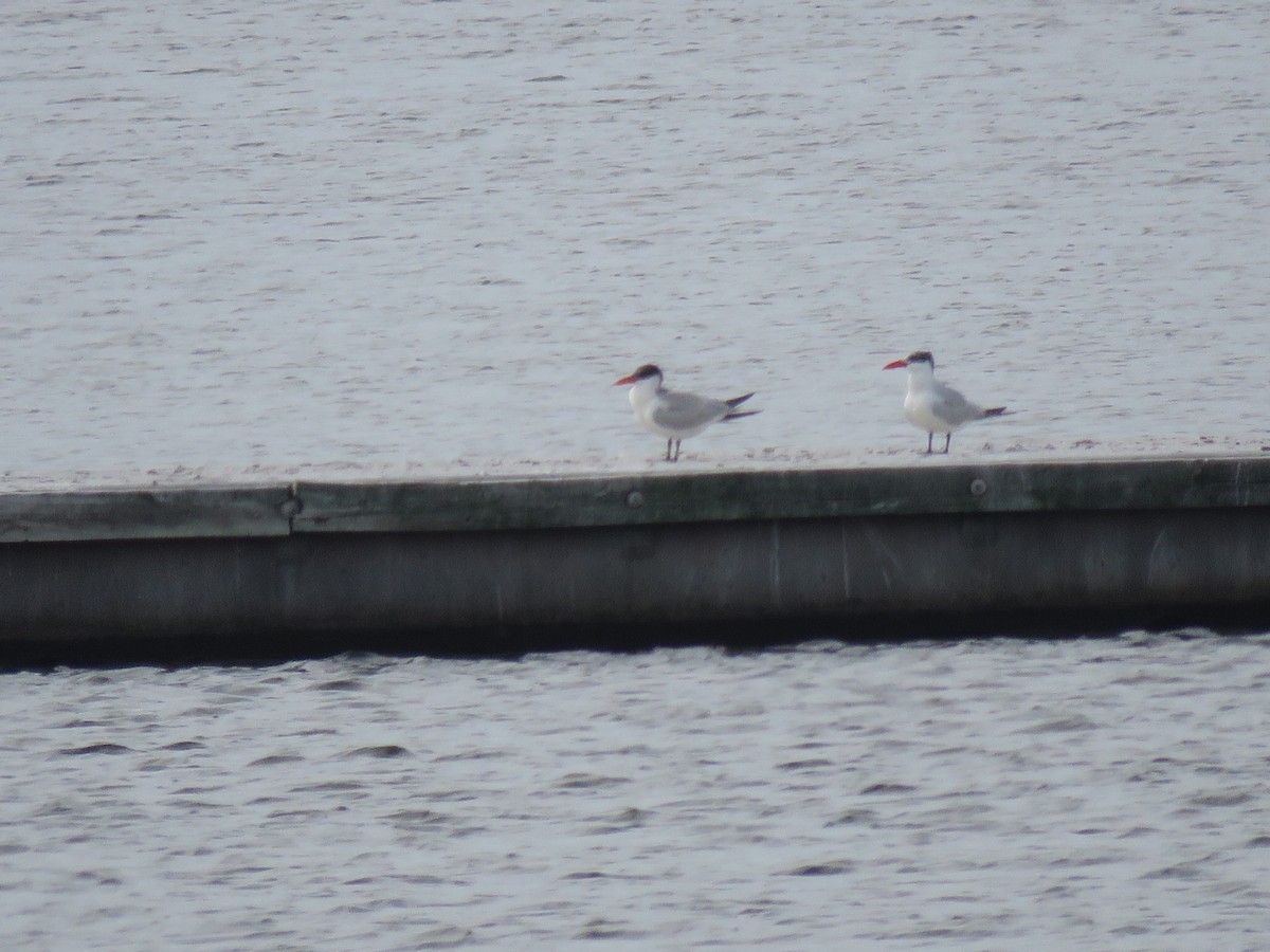 Caspian Tern - ML493371161