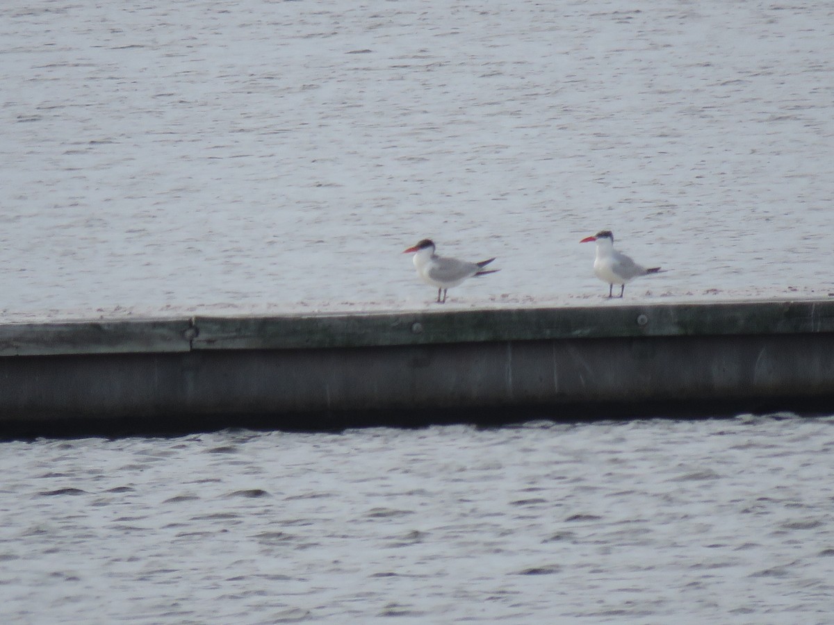 Caspian Tern - Anne Miller