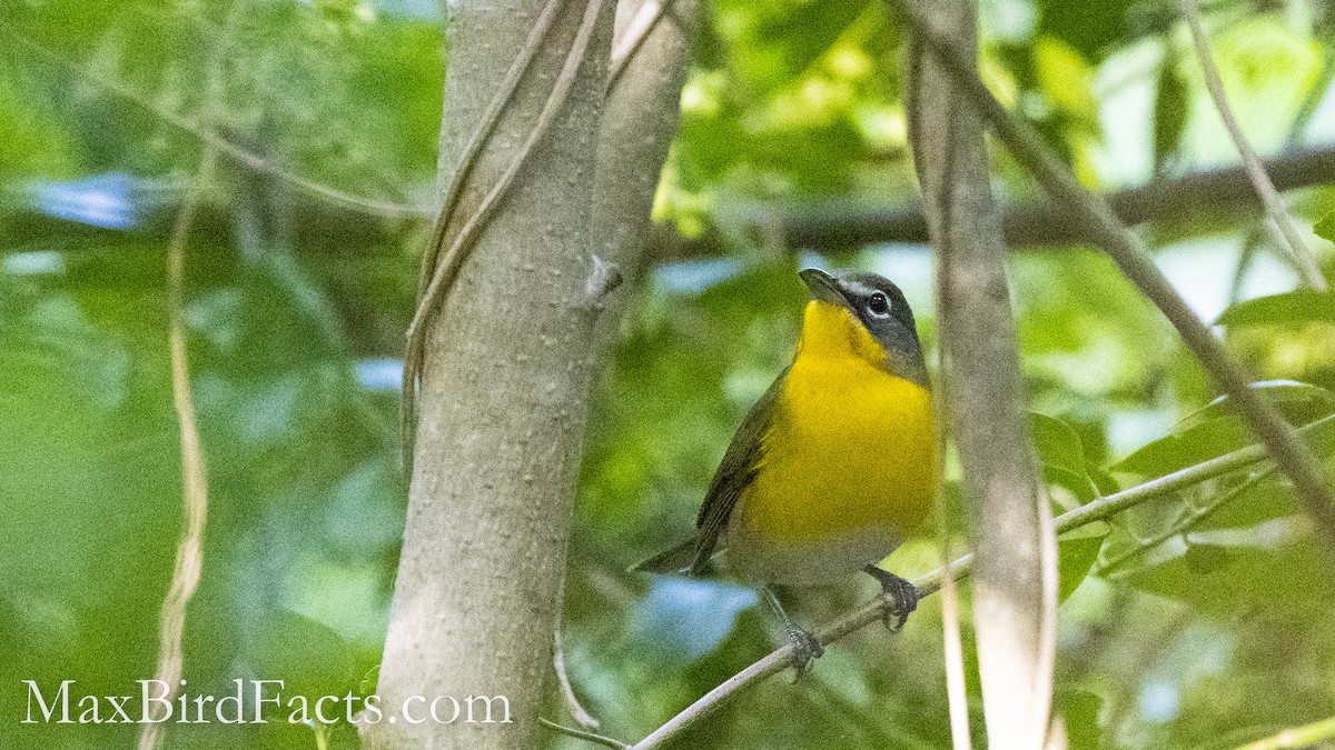Yellow-breasted Chat - ML493371421