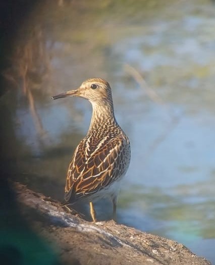 Bécasseau à poitrine cendrée - ML493372231