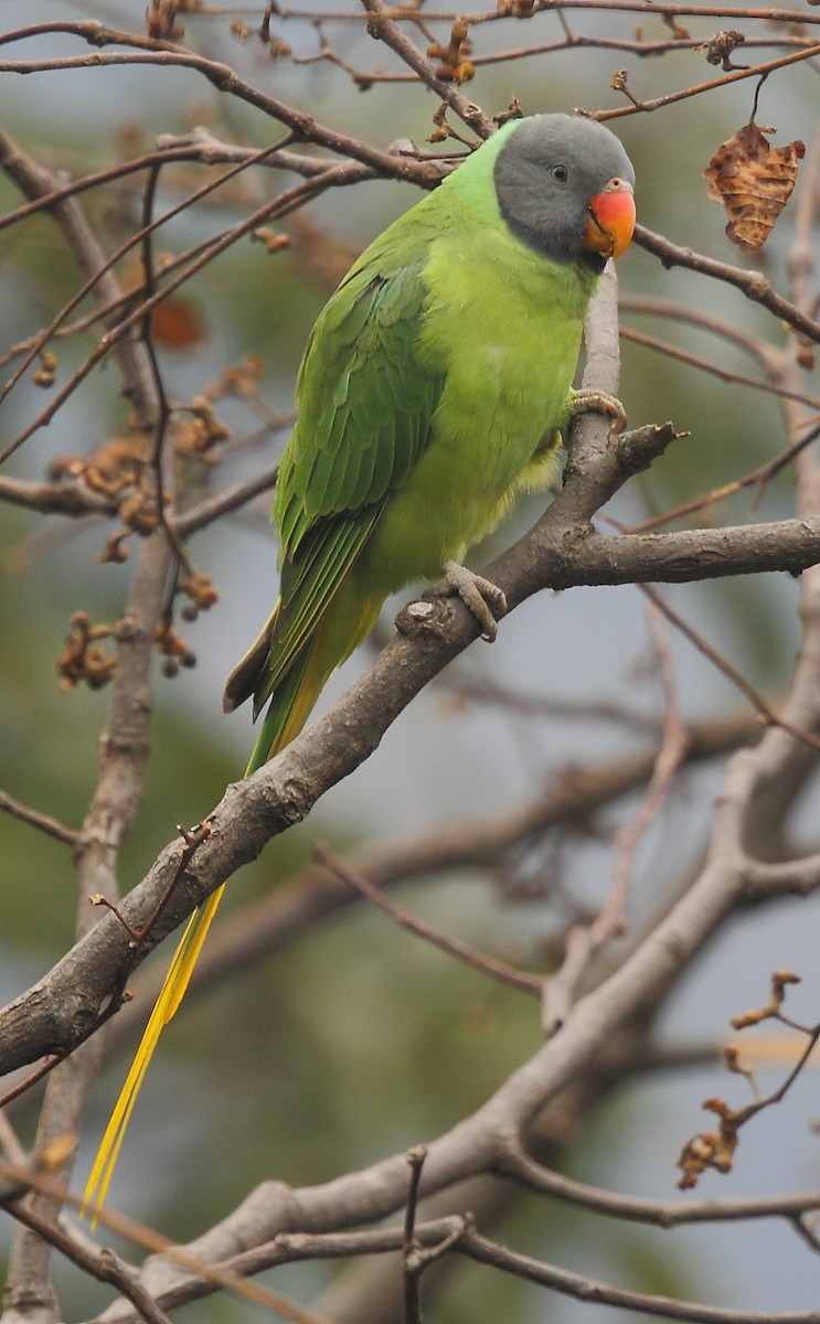 Himalaya Yeşil Papağanı - ML493373761