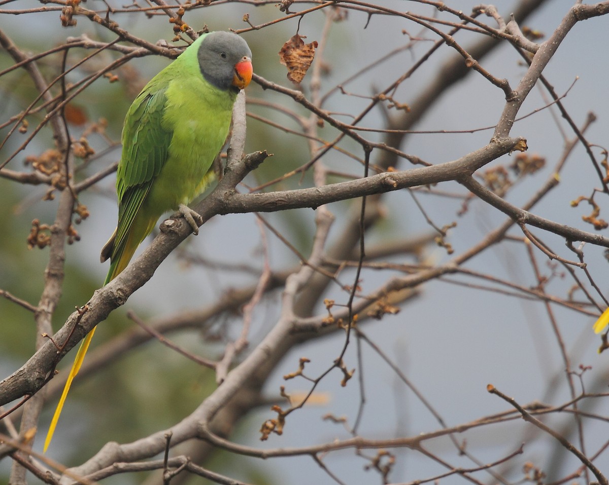 Slaty-headed Parakeet - Krishnan Sivasubramanian