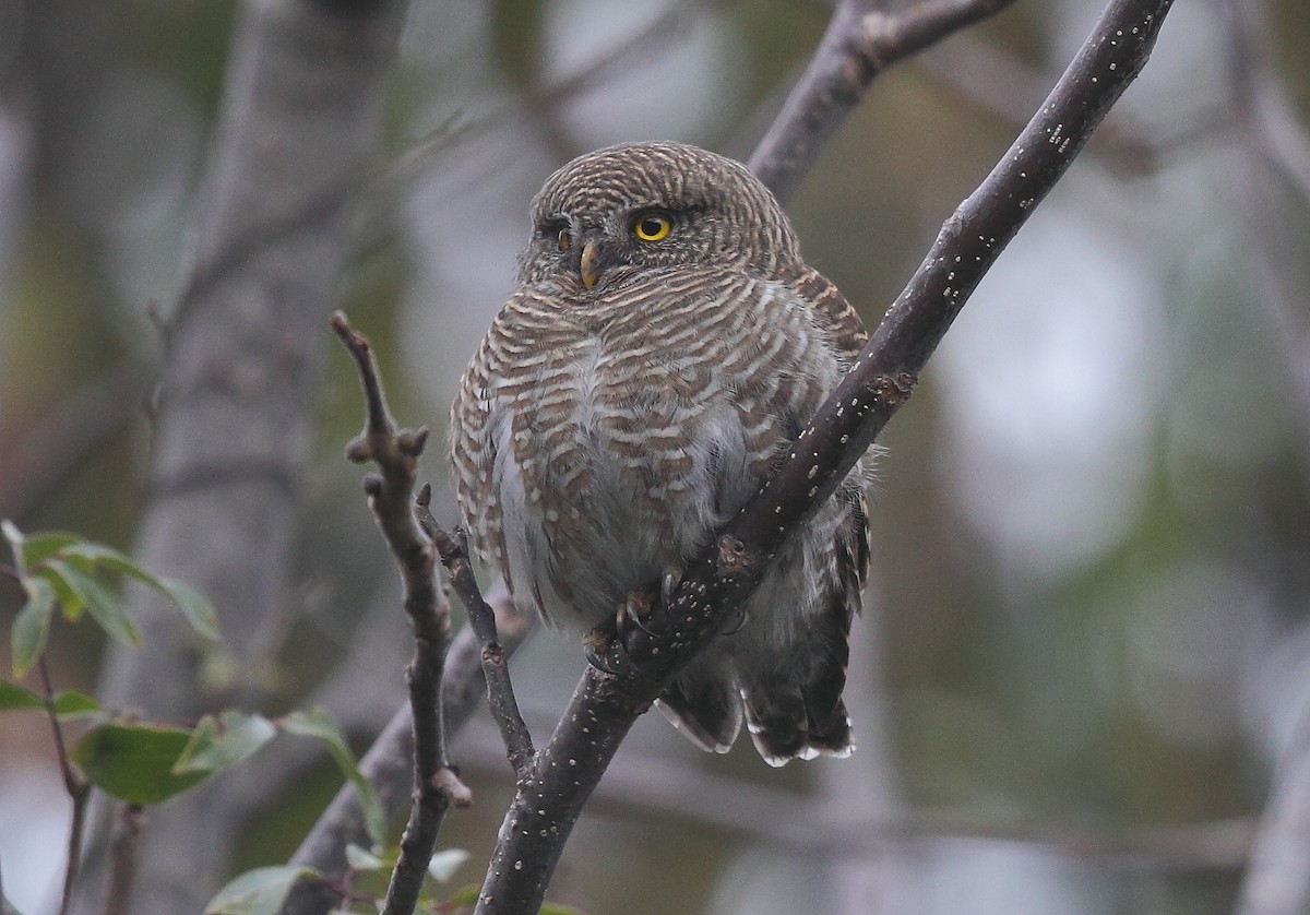 Asian Barred Owlet - ML493373781