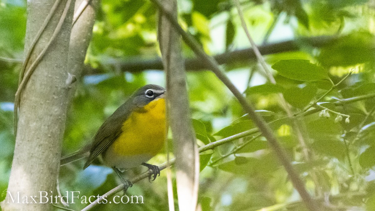 Yellow-breasted Chat - ML493377191